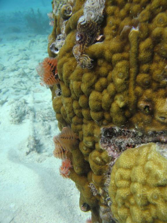 Muitas Christmas´trees em mergulho em South Pier, no sul de Bonaire